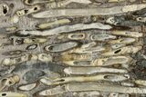 Polished Fossil Teredo (Shipworm Bored) Wood - England #279393-1